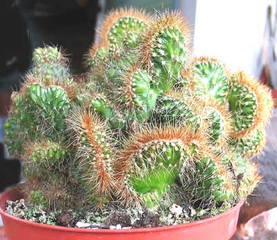 vegacactusident104.jpg