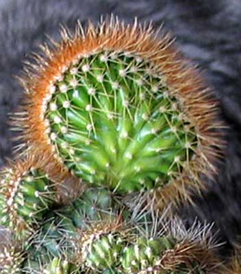 vegacactusident105.jpg