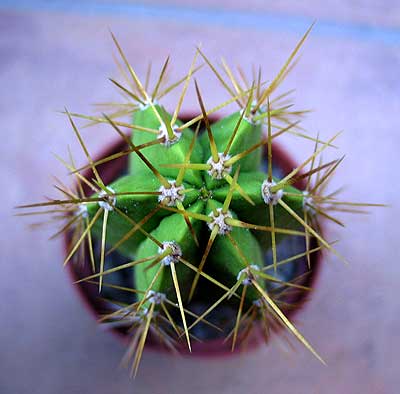 vegacactusident107.jpg