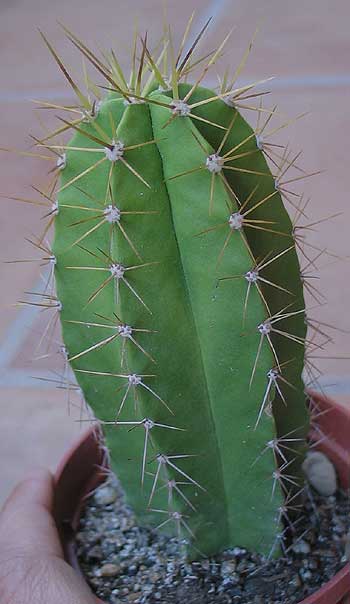 vegacactusident108.jpg