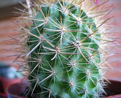 vegacactusident114.jpg
