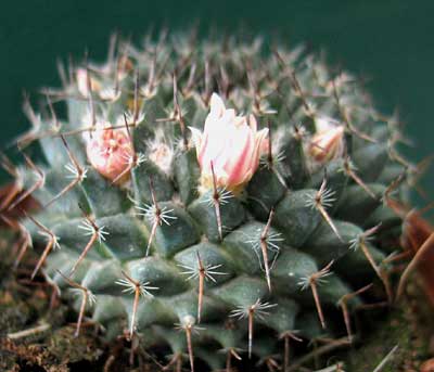 vegacactusident118.jpg
