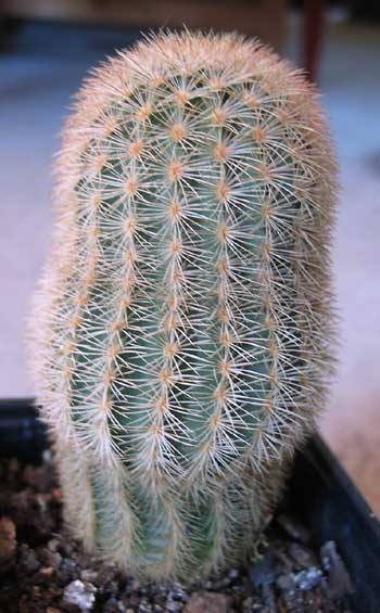 vegacactusident120.jpg