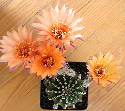 vegacactusident123.jpg