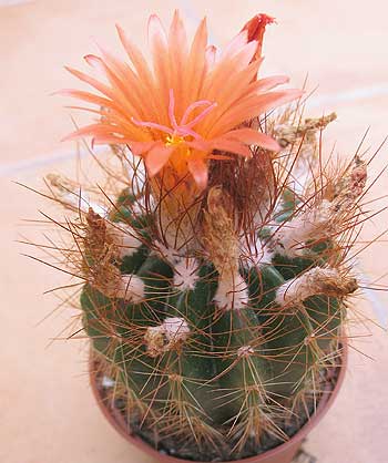 vegacactusident125.jpg