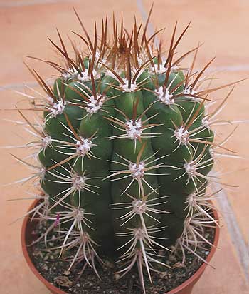 vegacactusident126.jpg