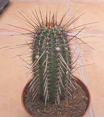 vegacactusident127.jpg