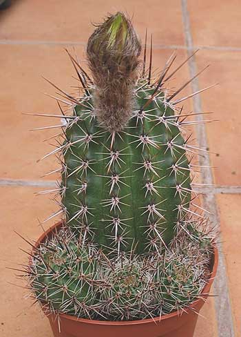 vegacactusident128.jpg