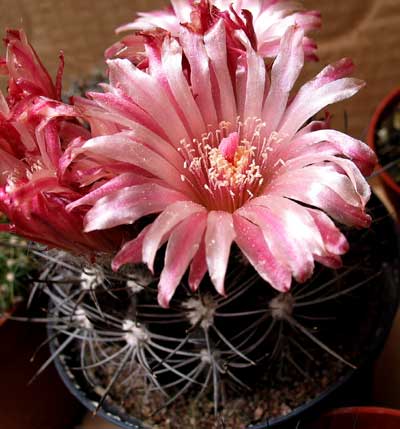 vegacactusident130.jpg
