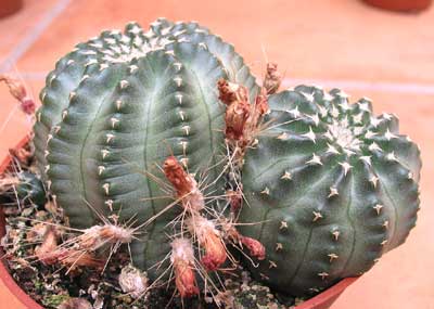 vegacactusident131.jpg