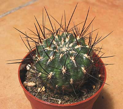 vegacactusident138.jpg