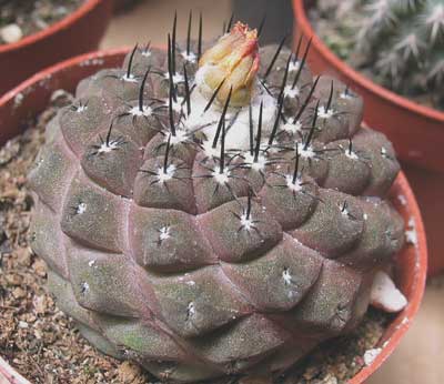 vegacactusident139.jpg