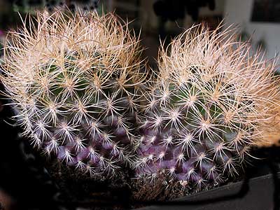 vegacactusident140.jpg