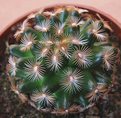 vegacactusident142.jpg