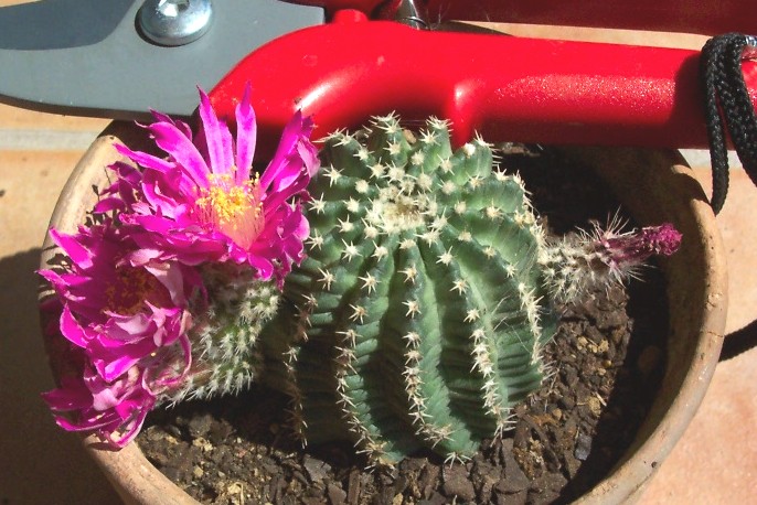vegacactusident35.jpg