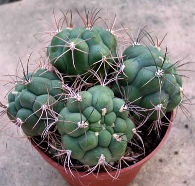 vegacactusident56.jpg