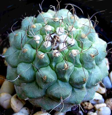 vegacactusident61.jpg