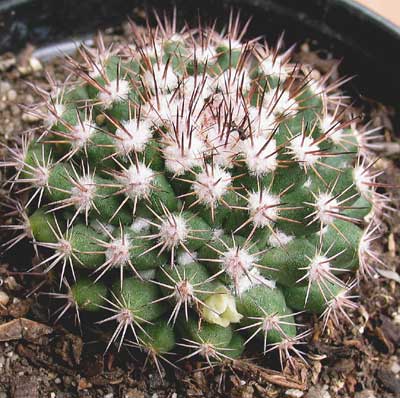 vegacactusident63.jpg