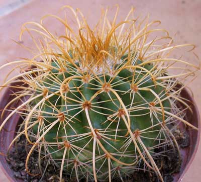 vegacactusident69.jpg
