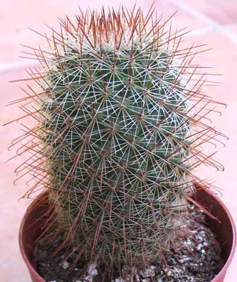 vegacactusident71.jpg