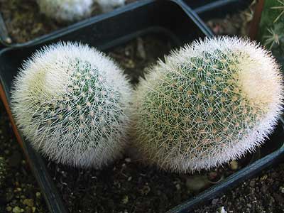 vegacactusident73.jpg
