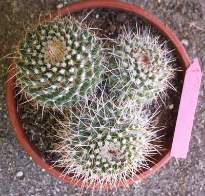 vegacactusident74.jpg