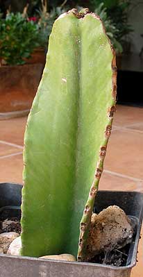 vegacactusident75.jpg