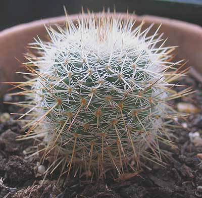 vegacactusident76.jpg