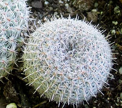 vegacactusident77.jpg
