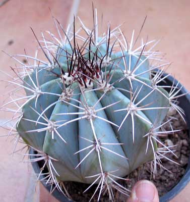 vegacactusident78.jpg