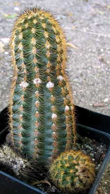 vegacactusident79.jpg