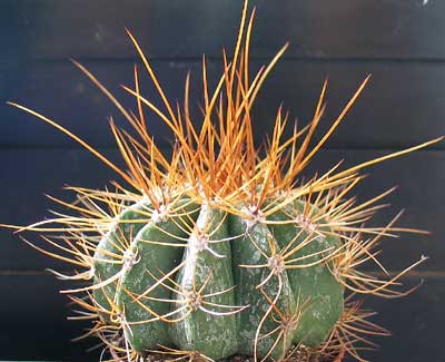 vegacactusident86.jpg