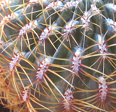 vegacactusident87.jpg