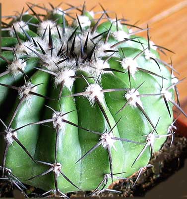 vegacactusident88.jpg