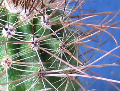 vegacactusident90.jpg