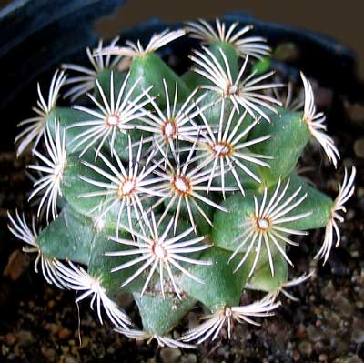 vegacactusident92.jpg