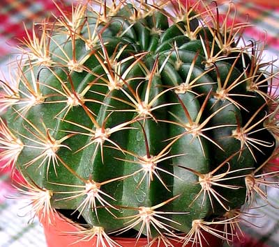 vegacactusident93.jpg