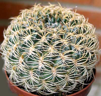 vegacactusident94.jpg