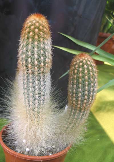 vegacactusidentbailarina.jpg