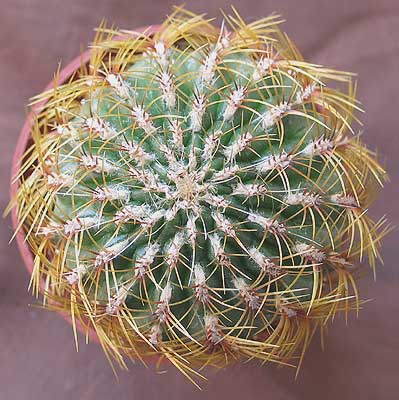 vegacactusidet88.jpg