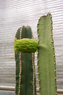 vegacactusluis.jpg