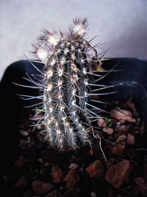 vegacactusnegro.jpg
