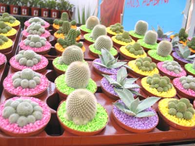 vegacactuspiedrascolores.jpg