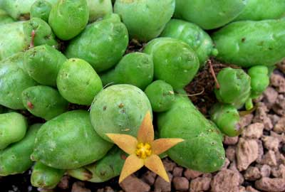 vegacactustoledo11.jpg