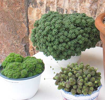 vegacactustoledo12.jpg