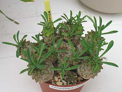 vegacactustoledo13.jpg