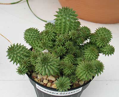 vegacactustoledo15.jpg