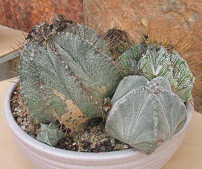 vegacactustoledo16.jpg