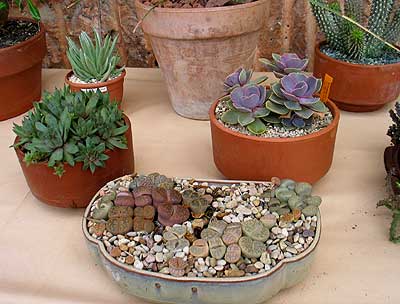 vegacactustoledo17.jpg