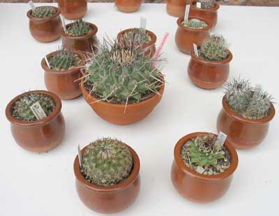 vegacactustoledo19.jpg